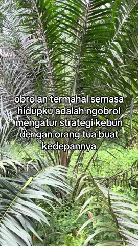 #petanisawit #untukmasadepan #sawit #foryou #fyp 