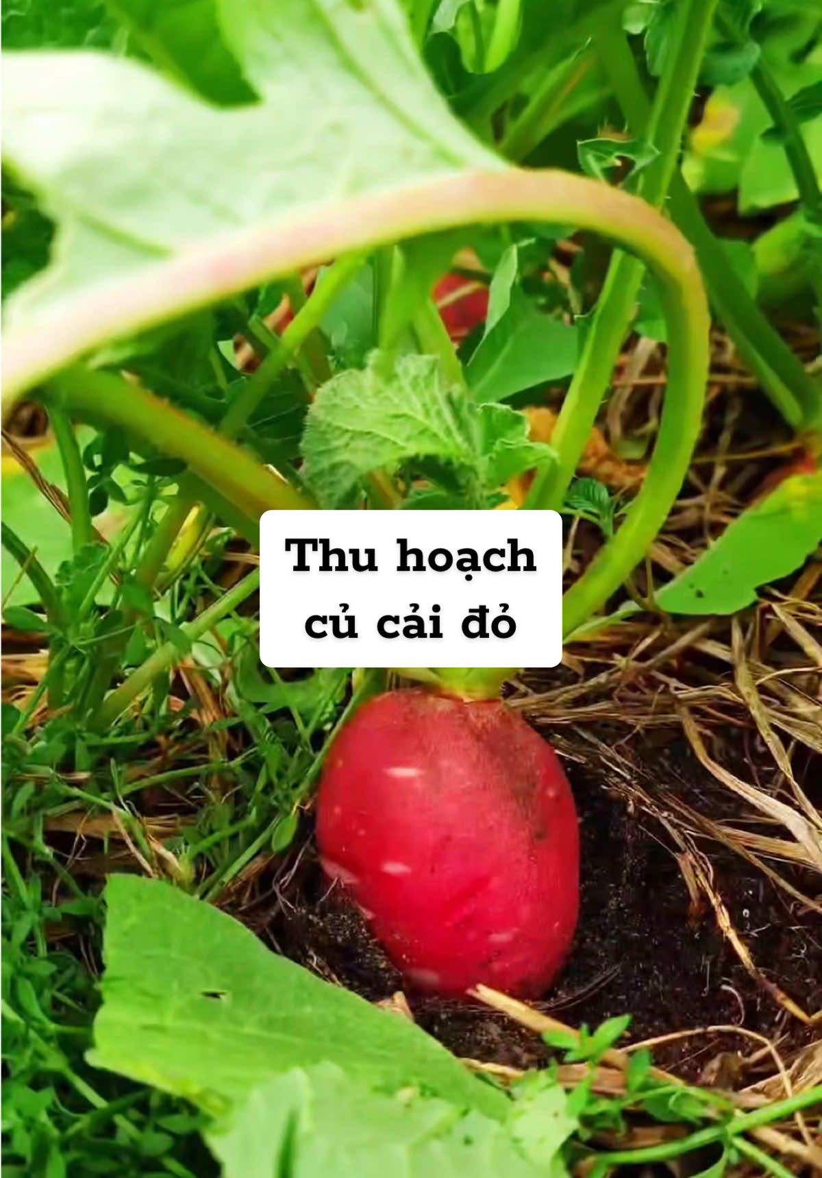 Củ cải đỏ chịu nhiệt rất tốt mà con cho ra củ trong ú no nữa nè #raucuqua #hatgiongtot #seeds #hatgionggnn #vegetables #CapCut 