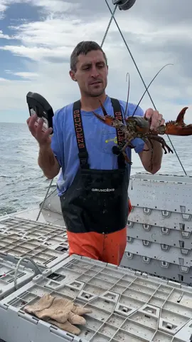 I need to get another one of these and continue this series! 😂 The salt water killed this one! #Maine #lobster #fishing #seafood #interesting #educate #learn #commercialfishing #theclawspa #education #funny