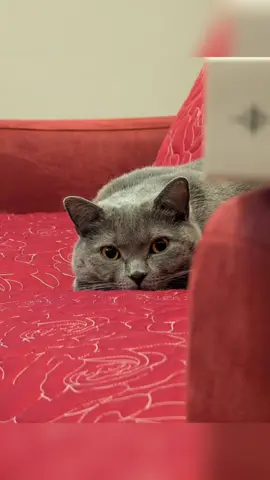 #funnyvideos😂 #foryoupage❤️❤️ #catlover #fyp #mrchaudhary😻 #tabbasam321 