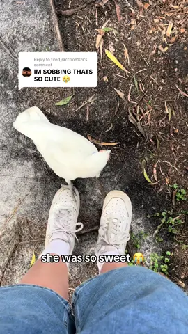 Replying to @tired_raccoon109 most random thing i’ve seen a bird do tbh #fyp #foryou #foryoupage #bird #birds #animal #animals #foryoupageofficiall #foryou #fup #australia 