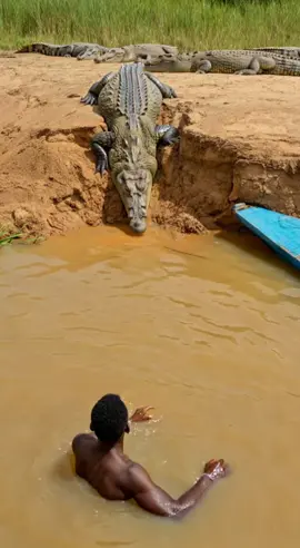 Coragem ou loucura? Homem encara crocodilo gigante de frente! #crocodile #giantcrocodile #wildanimals #animals
