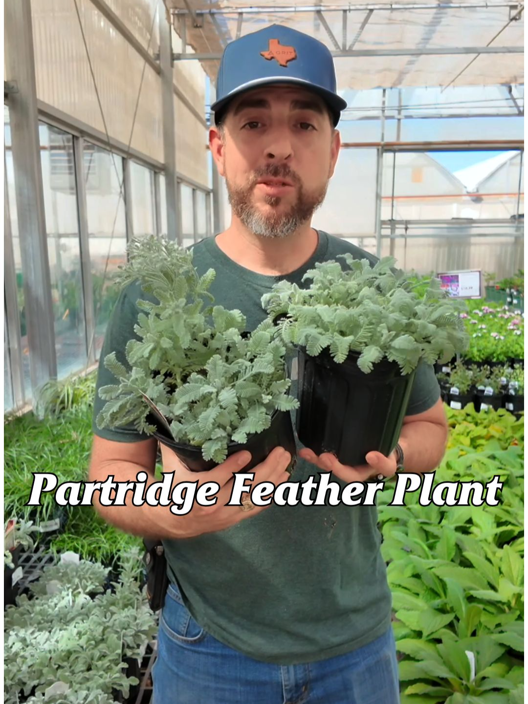 This plant’s got silver style ✨ Meet Partridge Feather – a drought-tough perennial with soft, silvery foliage that looks amazing year-round! Great for sunny spots, rock gardens, and low-water landscapes 🌿💧 #smithsgardentown #partridgefeather #droughttolerantplants #silverfoliage #perenniallove #planttok #lowmaintenancegardening