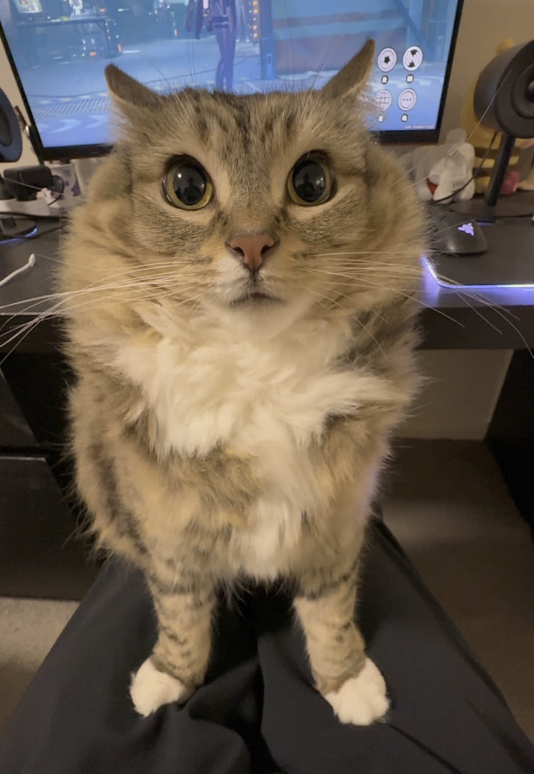 Engine is running #catsoftiktok 