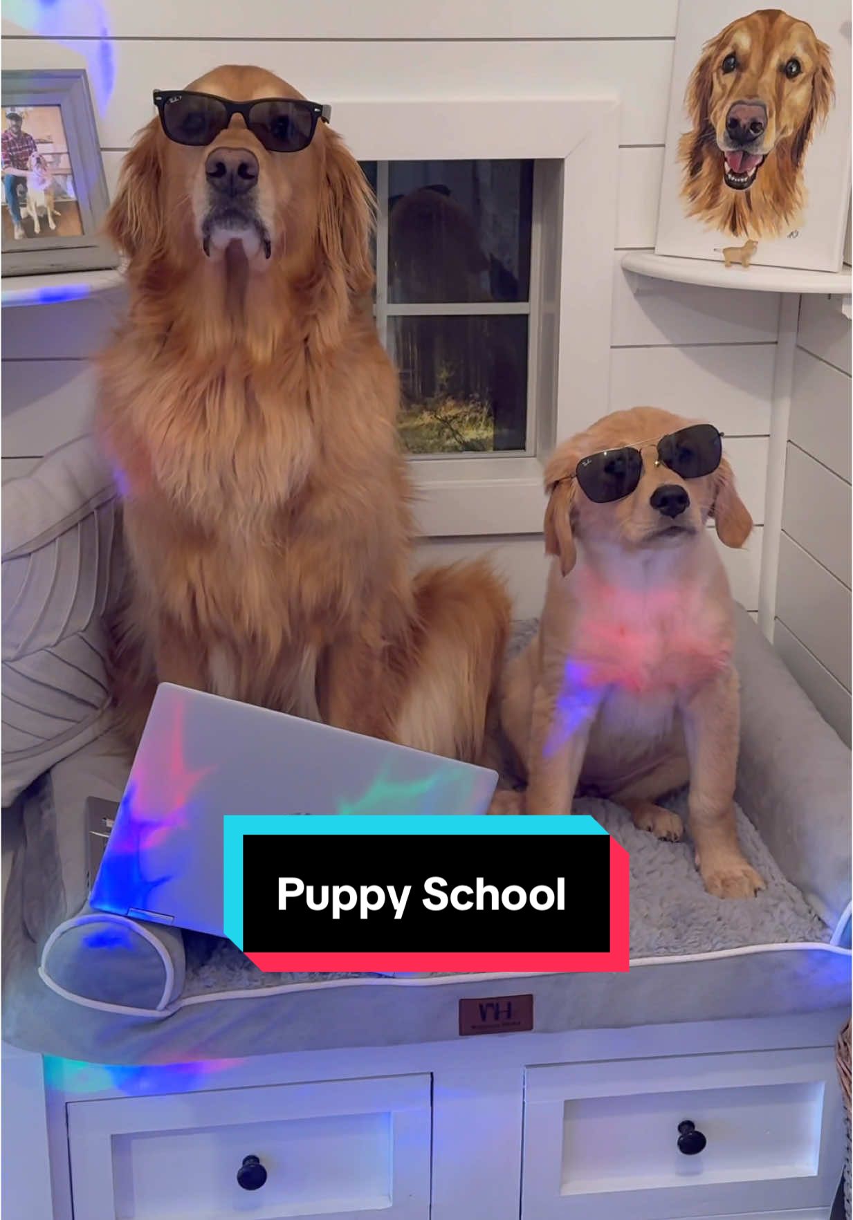 My dog taught his sister how to prank! #dog #goldenretriever 