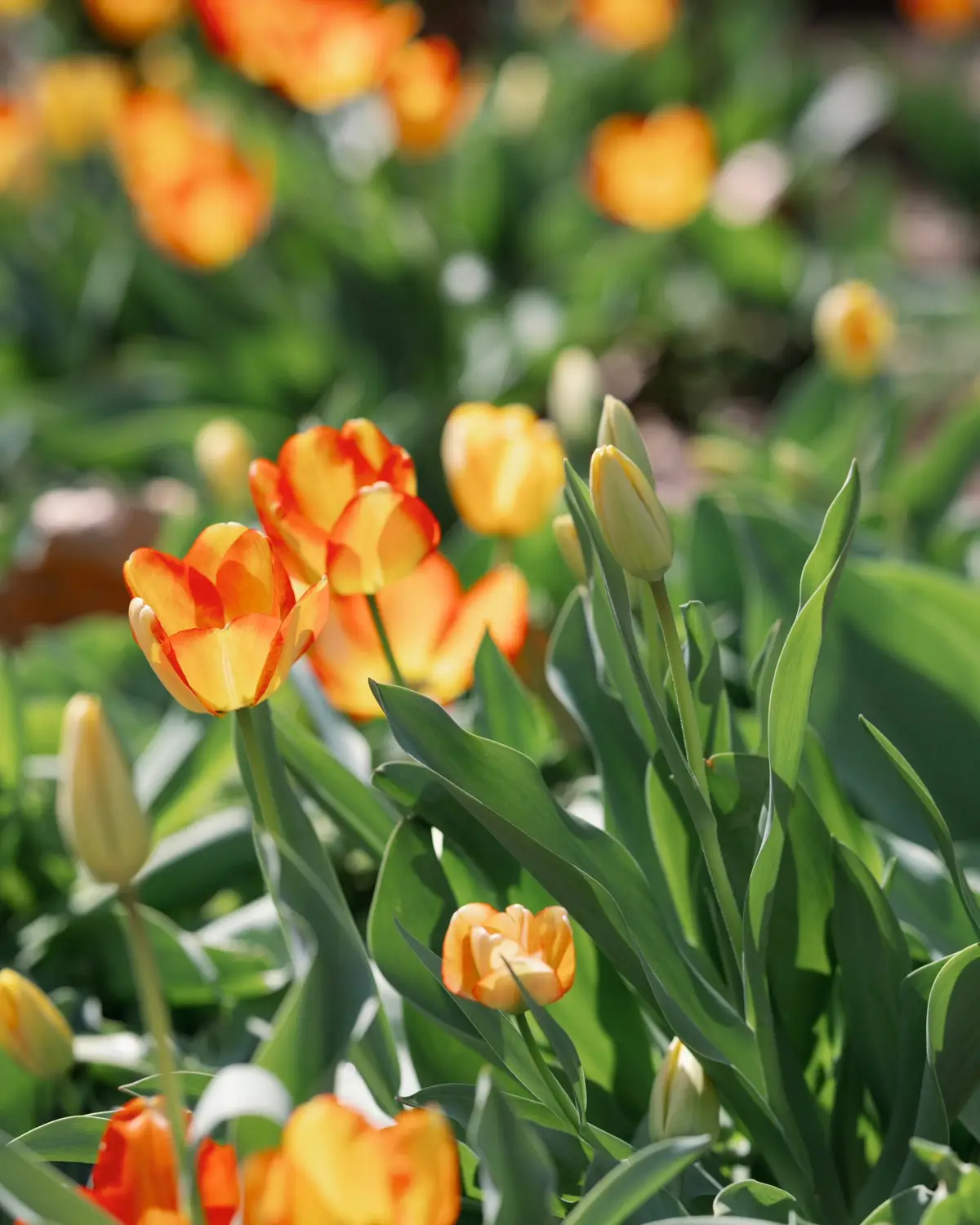 #CollegeLife #Dayton #fyp #UD #UniversityOfDayton #Spring #Flowers #CampusLife #Campus 
