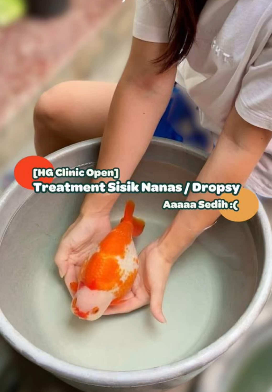 [Open Clinic :: Treatment Ikan Dropsy atau Sisik Nanas 💉🦠] Jarang muncul, tapi sekalinya kena… Susah banget nyembuhinnya 😭 Ada yang pernah ngalamin? Share treatment nya ya 👀🫧