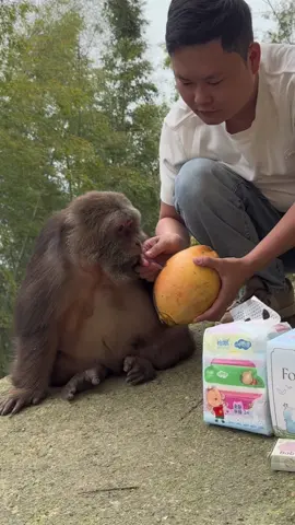 Xingxing the monkey can use a straw. She is very smart. #monkey #monkey #xingxing #cute #lovely 