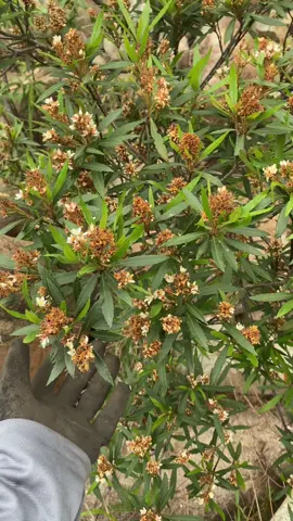 Đào bánh xe gl ae
