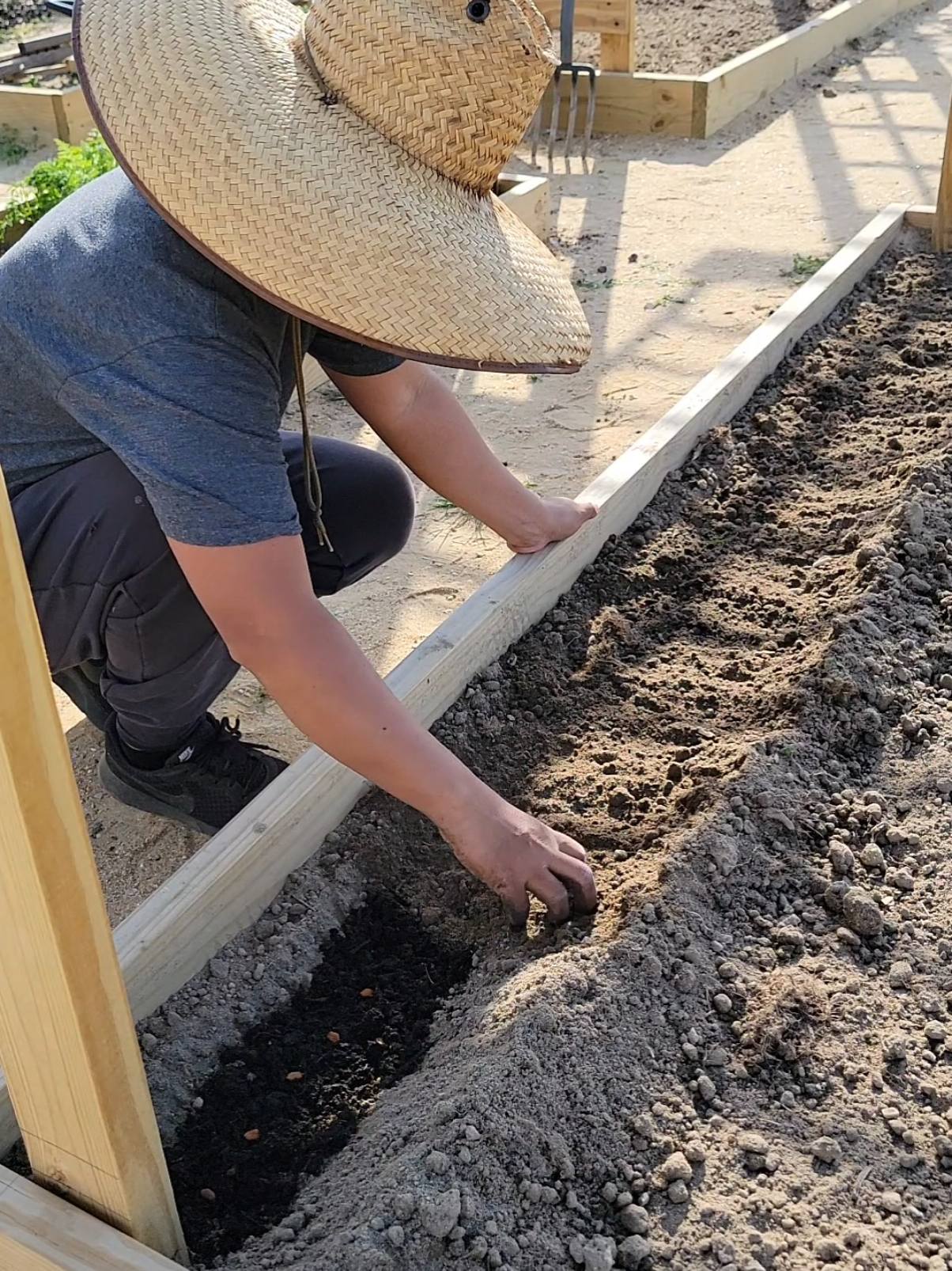 More Guide How To Direct Sowing Seeds Into The Ground In A Simple Way To Start Your Garden #plantingvegetables #plantingseeds #gardening #homegarde #gardening101 #gardentips 
