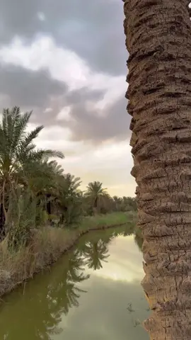 مجتمع مع الاسف 90 بالمئه منا ذئاب ياأخي💔#احمد_الوائلي 