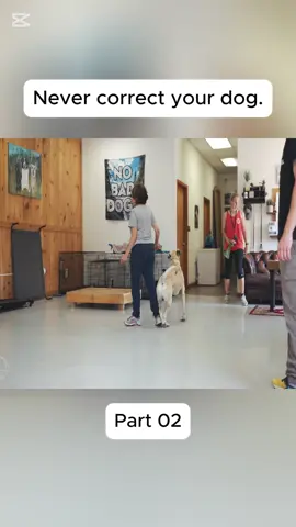 #gsd #dog #DogTraining #DIY #trainer #training