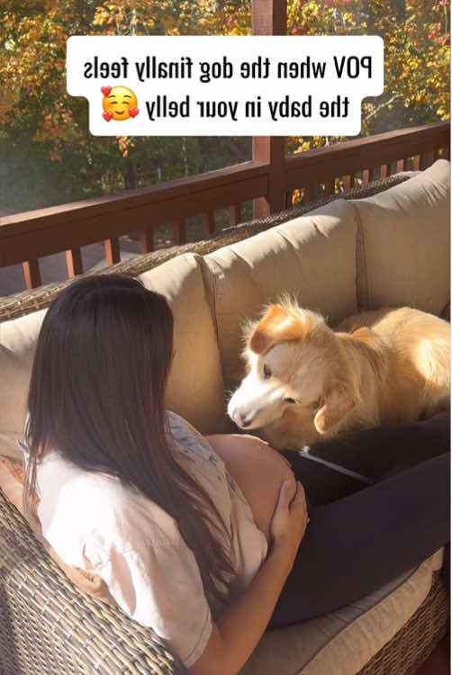 Dogs know that their mother is pregnant.#dog #Love 