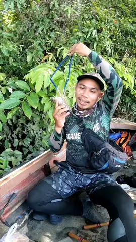 udang galah super#mancing #udanggalah #udangbesar #udangsuper #