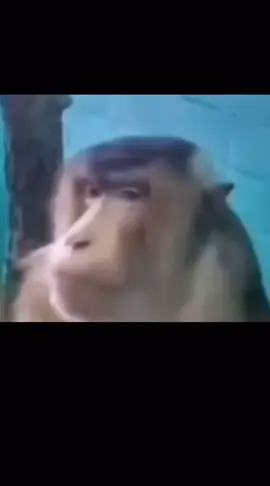 Suspicious monkey meme #mem