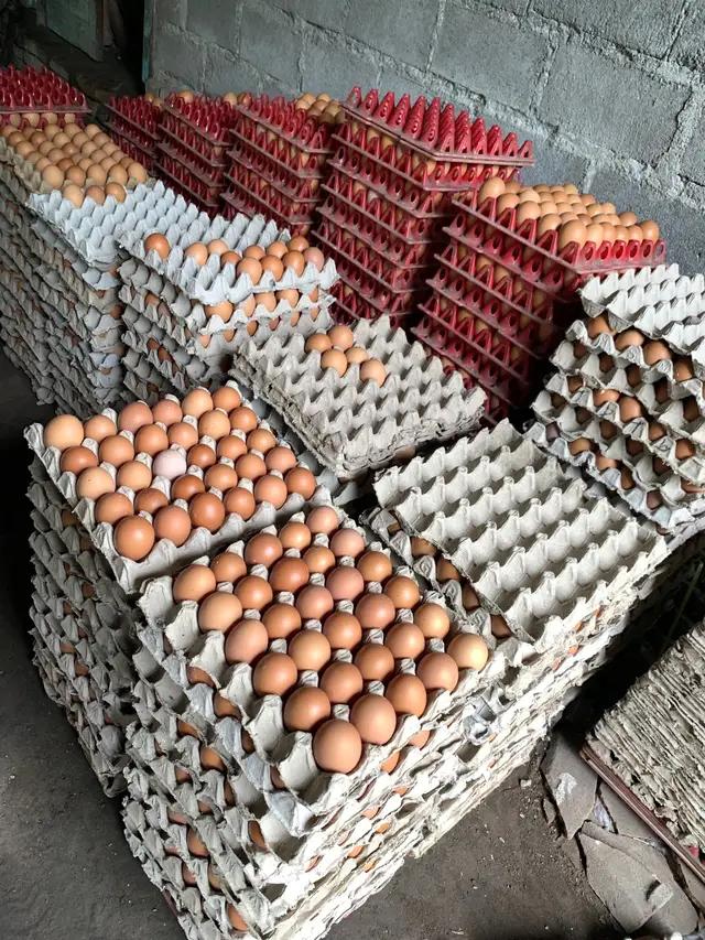 🐣🐣🐣 #peternakmuda  #ayampetelur  #pengusahamuda  #anakkandang  #egg  #duatelurfarm  #ayam  #peternakayam  #kandangayam  #fyp 