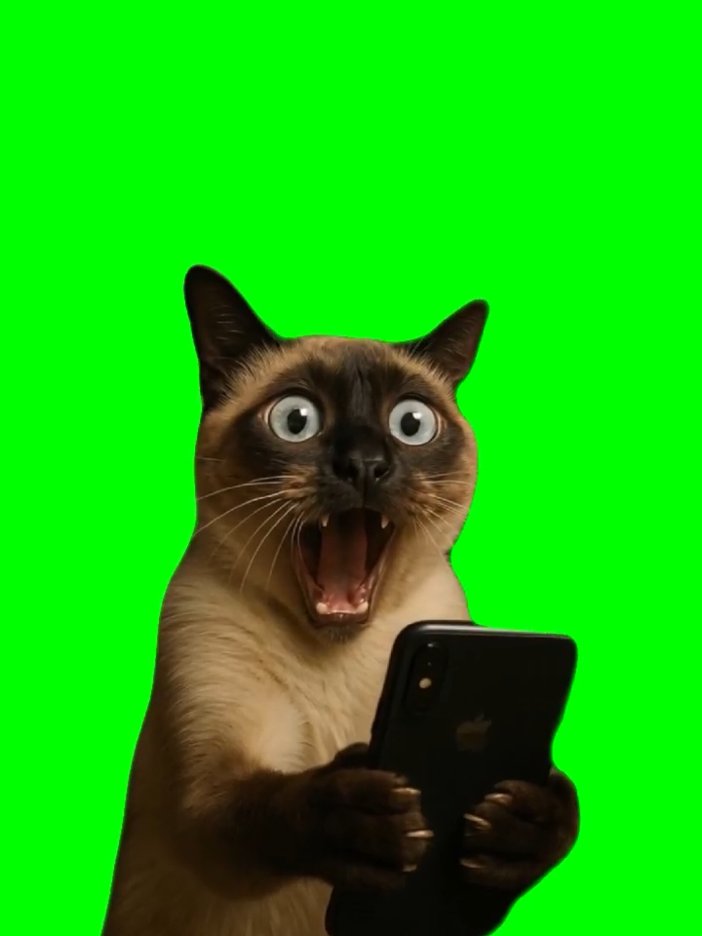 cat meme #catmeme #cattok  #reactionmemes #meme #memecut #CapCut 