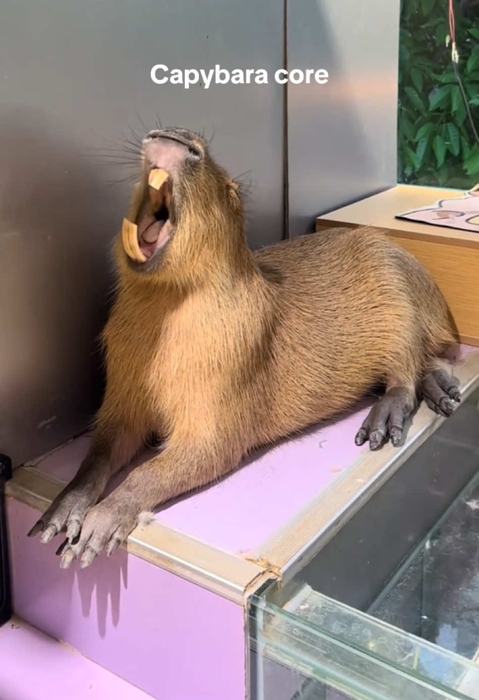Capybara  core #capybara #core #lol #cute #🥰 #foryou #usa 