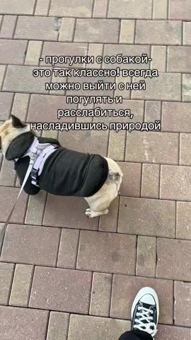 #французскийбульдог #бульдог #frenchbulldog #frenchie #frenchiesoftiktok  