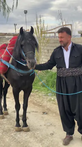 خیر دار بیت رشه با بو باشور کوردستان   #کوردستان  ❤️🧿 #مەیدانی_ئەسپ #ڕاکردن #ڕاکردن_لێی_نامەردیە