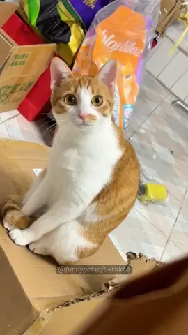 #fyp #foryou #cat #funny 