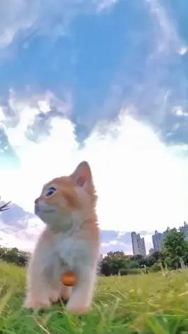 Watch this adorable cat dash across the grass and brighten your day! 🌿🐾 #CatLovers #FeelGoodVibes #PetJoy