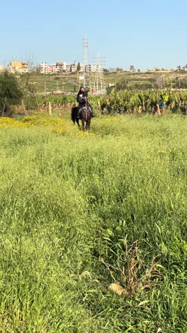 أمير 🤎👑#اكسبلور #خيل_وخياله🐎 #خيل #ما_شاء_الله #السعودية🇸🇦 #لبنانيه🇱🇧 #العراق 