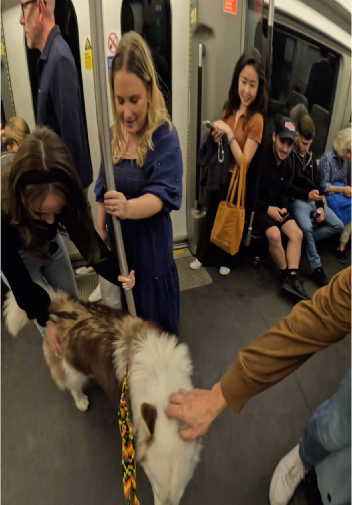 Viola really liked her!!  #doglover #royalty #tfl #trains #tube #subway #viral #fyp #london #pets 