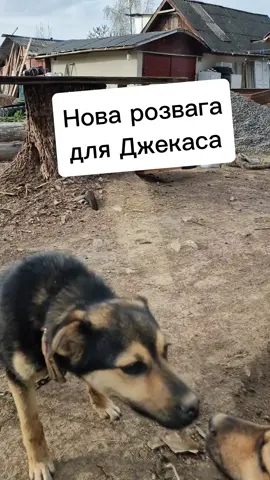 Нова розвага для Джекаса#собака #тварини #пес #пасіка #бджоли #корм #собаки  #лайфхак #інструмент #дрова #сад #садовод #садогород #ліс #природа #дрова #дерево  Шуруповерт можна замовити тут @Dnipro-M 
