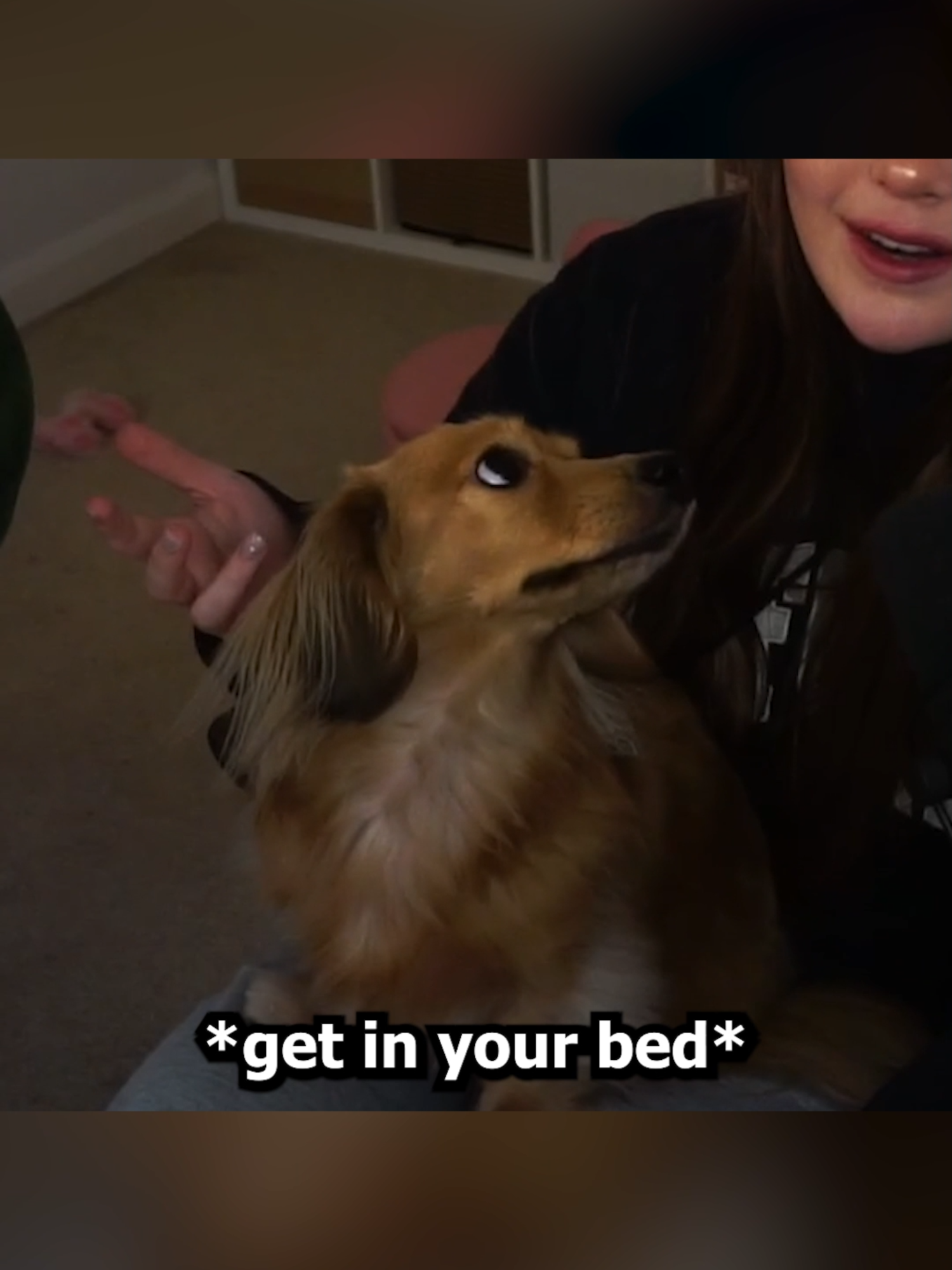 she's so clever 😭 #dachshund #minidachshund #sausagedog #dachshundlove #dogsoftiktok #fyp #cutedog #dog