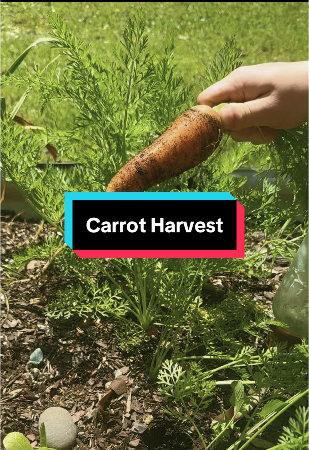 Got some big ones! So far, much better than last year’s carrot harvest 🥕#garden 