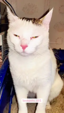 Cat poop.#cats #cutecats #foryou #funnytiktok #funnyvideos #usa #funnyanimals #fypシ #cute #funnycat #catlover #funnypets #viral #funny 