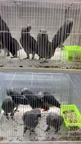 @Africa grey parrots for sale🦜:We have the best Africa grey parrots for rehoming and adoption businesses to if you are interested in getting a parrot you send me a direct inbox thank you 🥰#africangrey #parrotsofinstagram #parrots #africangreyparrot #parrot #macaw #birds #birdsofinstagram #africangreysofinstagram #bird #parrotlover #africangreyparrots #parrotlife #sunconure #cockatoo #conure #petsofinstagram #amazonparrot #congoafricangrey #parrotlovers #blueandgoldmacaw #parrotsofig #cockatiel #macawsofinstagram #birdlovers #africangreycongo #pets #birb #pet #parrotsoftiktok 