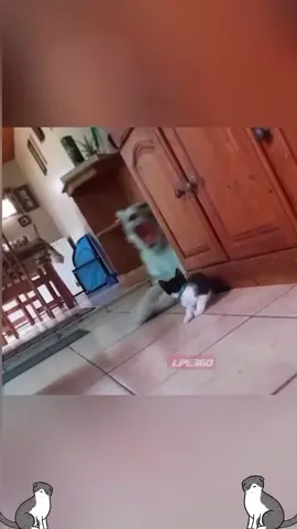 funnycats😂😂😂#funnycat #cats #catlover #cutecat #funnyvideos #viral_video 