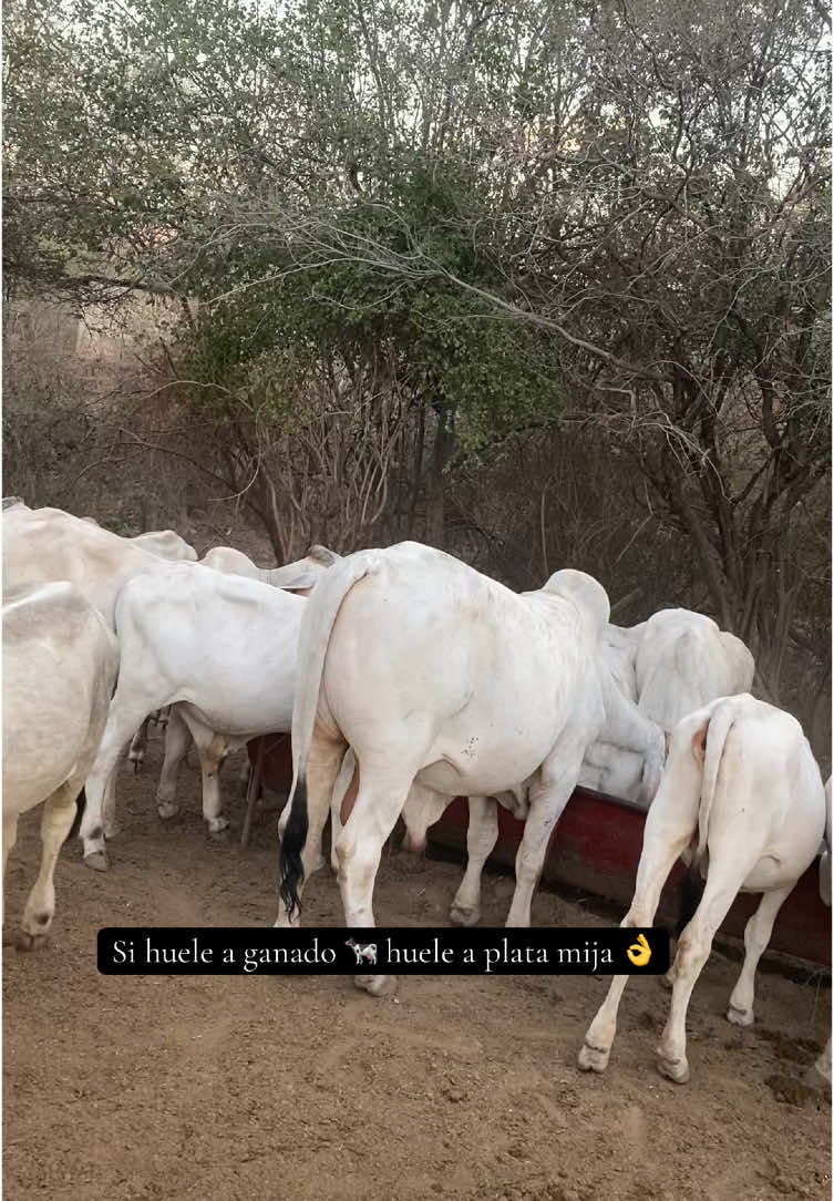 Que rico es el olor a ganado por que si huele a ganado 🐄 huele a plata mija💵 #ranch  #ganaderia #vacas🐄♥  #plata