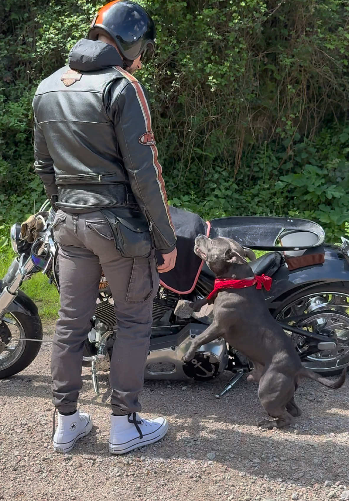 #staffy #staffyblue #harleydavidson 