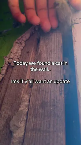 we heard meowing last night and woke up to this #cat in the wall..