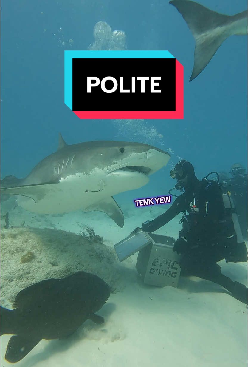 Polite is the word I would use. Tiger sharks are polite. Hey we all have our days, but tigers just skulk around minding their bizz. But if hyper aggy is your narrative let’s roll with it! 