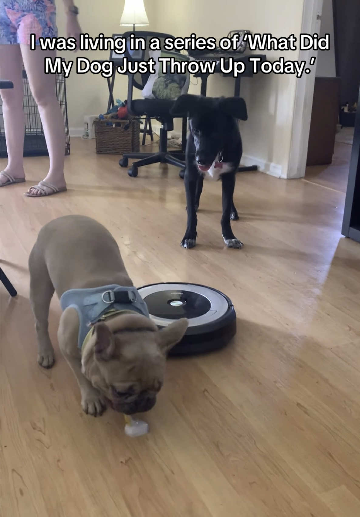 Welcome to the series no one asked for: ‘Dogs Be Vomiting. #vomit #dog #funny 
