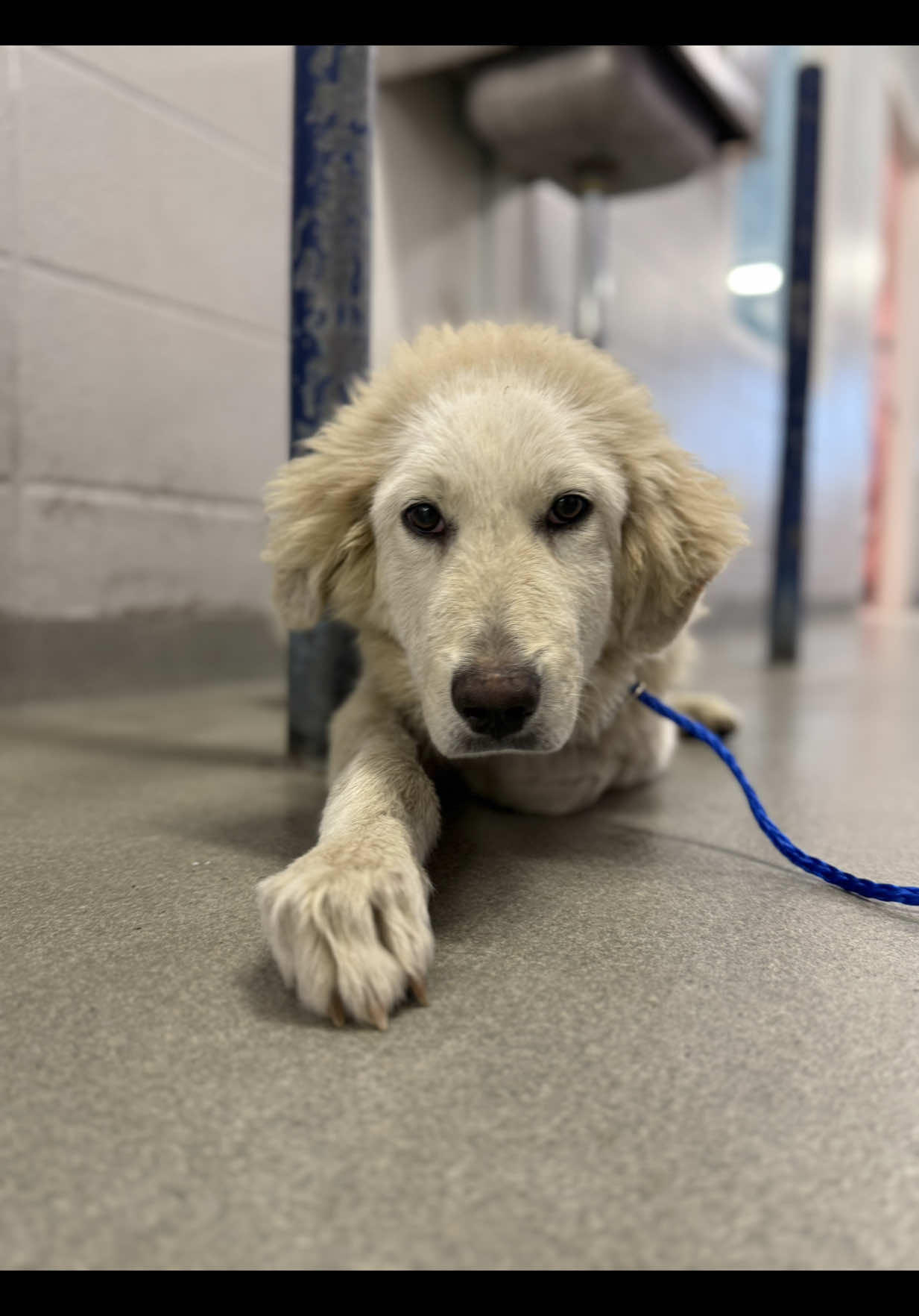 It feels odd saying the shelter is my happy place but it really has been a home away from home for me for so long. I know it’s where I’m needed and I’m certain doing this is my life’s purpose. There is sadness there and I know so many say it would be too depressing for them but the shelter is a reminder to us that there is so much going on out there aside from our own problems and I swear nothing feels better than doing something for others. If you’re searching for something to spend your free time doing and nothing has felt right yet, try volunteering! #adoptdontshop #shelterdog #houstontx #animalshelter #volunteer 