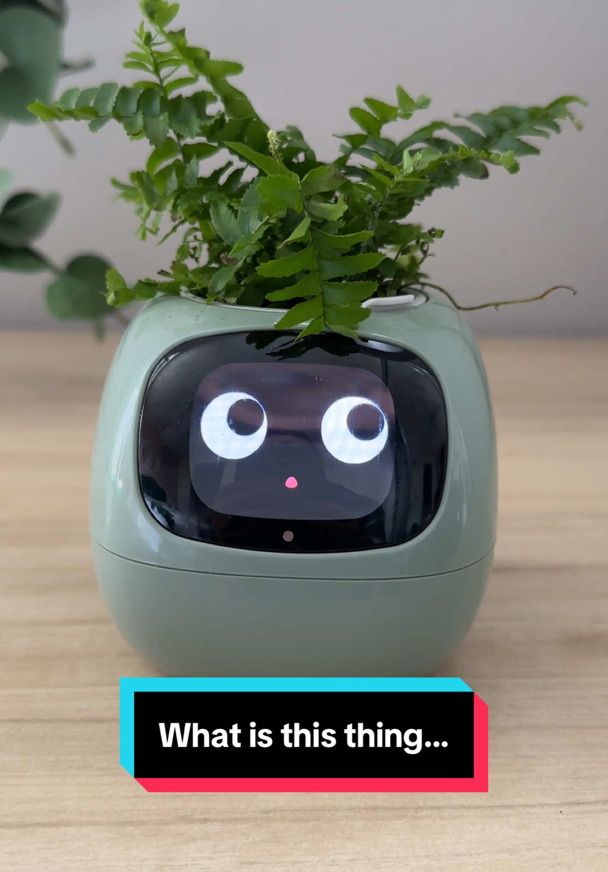 This freaked me out when I first saw it 😨 #robot #houseplants #houseplantsoftiktok #plants #tiktokshop 