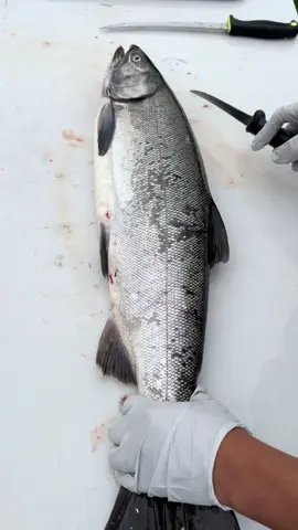 How to Clean Salmon From the Start! #shorts #fishmonger  #fillet #fishing  #amazing #beautiful #fish #salmon #funny #seafood #comment #trending #viral #like #share #follow #subscribe #youtube #fyp #foryou #happy #video #foryourpage #instagood  #reels #asmr #subscribe #yummy #dinner #foryoupage #speed 