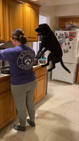 Excited dog #dog #pet #animals #usa🇺🇸 