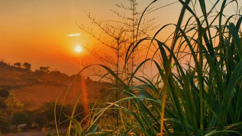 Green mood in the morning 🌱#fypviralシ #capcut #chill #sunrise #foryou 