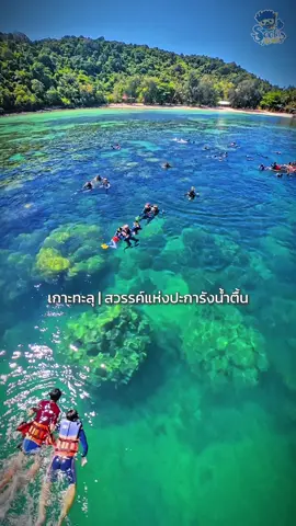 ✨ ดำน้ำชมปะการังสวยๆ ที่เกาะทะลุ ประจวบฯ 🌊 น้ำใสมาก! ปะการังสมบูรณ์! มีปลาหลากชนิด! 🐠 ใครอยากมาสัมผัสความสวยงามใต้ท้องทะเลแบบนี้กับเรา? สีฟ้าทัวร์ พาดำน้ำแบบถูกวิธี ปลอดภัย เที่ยวสนุก ถ่ายรูปสวย ฟินทั้งทริป! 💙