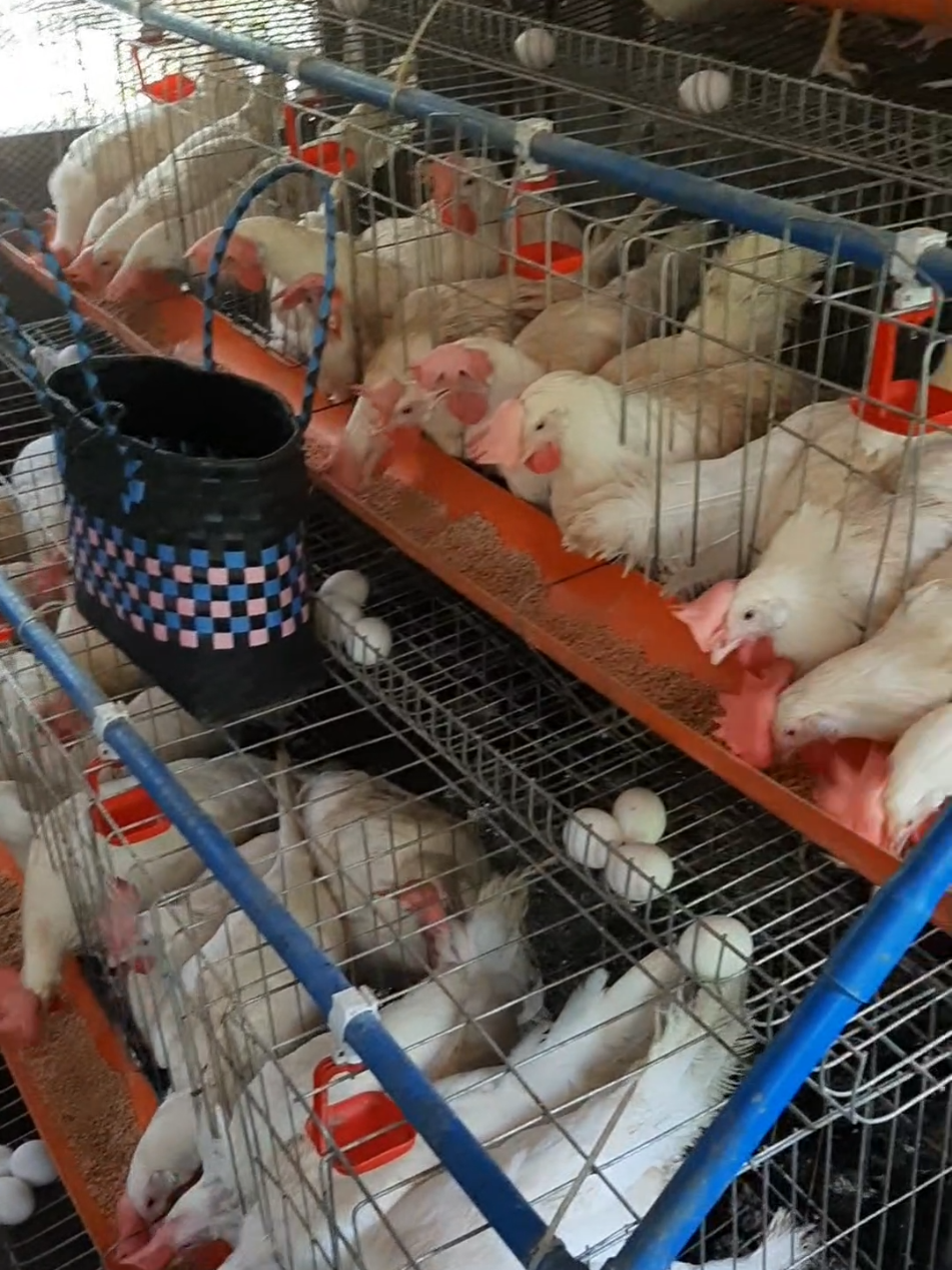 harvest time😍 #rtlchickenbusiness #rtl #backyard #farmlife #layerchicken #chickeneggs #chicken #eggs #farming #dekalb #eggbusiness #farm #chickenfarm 