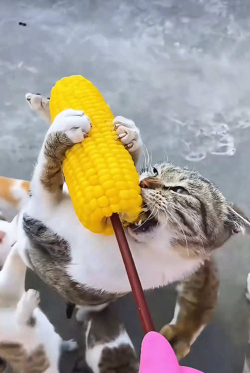 Greedy Cat🙀🐈🤣#cat #funnymoments #foryou #catsoftiktok #fyp #catlover #usa #lol 
