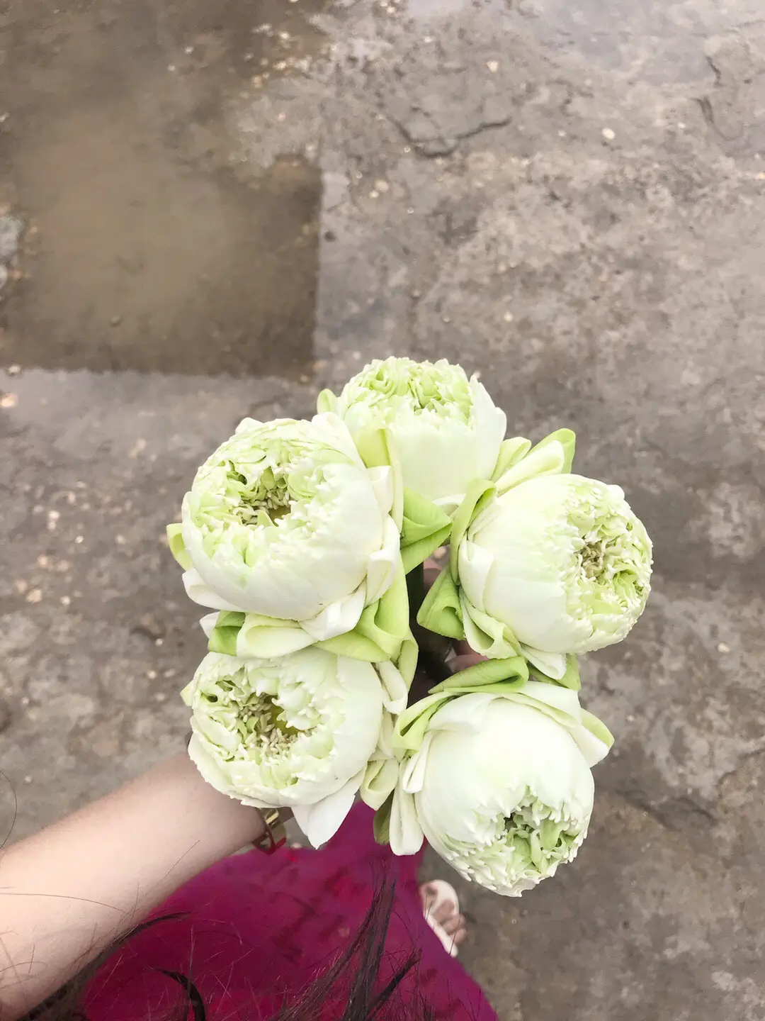 #ផ្កាឈូក 