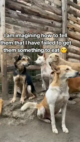 please don't ignore to support us because we have no any other option except you donate for dog food please 🙏 