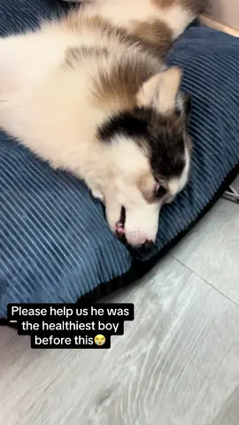 It just make so sad to see my dog like this💔he was the energetic and healthies boy before this and out of nowhere this started to happened please help us in any way that you can, anything is welcome❤️‍🩹 #gofundmedonations #gofundmeinthebio🥺 #fyp #parati #dogsofttiktok 